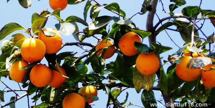 湖南邵陽這四種特產(chǎn)，遠(yuǎn)近聞名，看看你吃過哪幾種？
