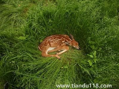 新冠在北美鹿群傳播 意味著什么 是否會(huì)重新傳染人(圖1) 新冠在北美鹿群傳播 意味著什么 是否會(huì)重新傳染人(圖1)