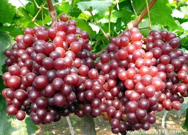 句容有哪些特產(chǎn)（句容特產(chǎn)排行榜）(圖1)