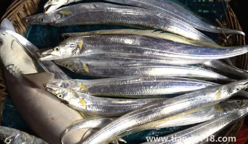 刀魚(yú)長(zhǎng)什么樣子圖片1