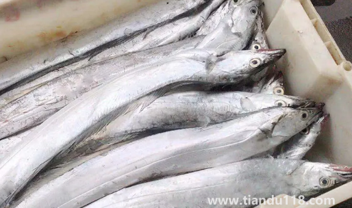 刀魚(yú)長(zhǎng)什么樣子圖片2