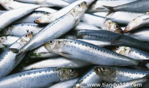 刀魚(yú)長(zhǎng)什么樣子圖片3