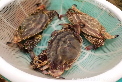 梭子蟹在網上買還是市場買2