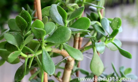 家里養(yǎng)玉樹(shù)對(duì)身體好嗎2