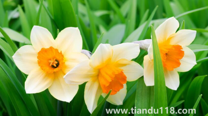 2022年11月能種水仙花嗎(水仙花可以連續(xù)種植嗎)(圖3) 2022年11月能種水仙花嗎3