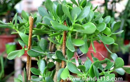 家里養(yǎng)玉樹(shù)放哪里好(玉樹(shù)有什么作用)(圖3) 家里養(yǎng)玉樹(shù)放哪里好3